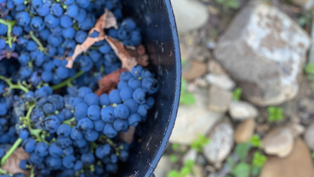 Bodegas Hermanos Pecina