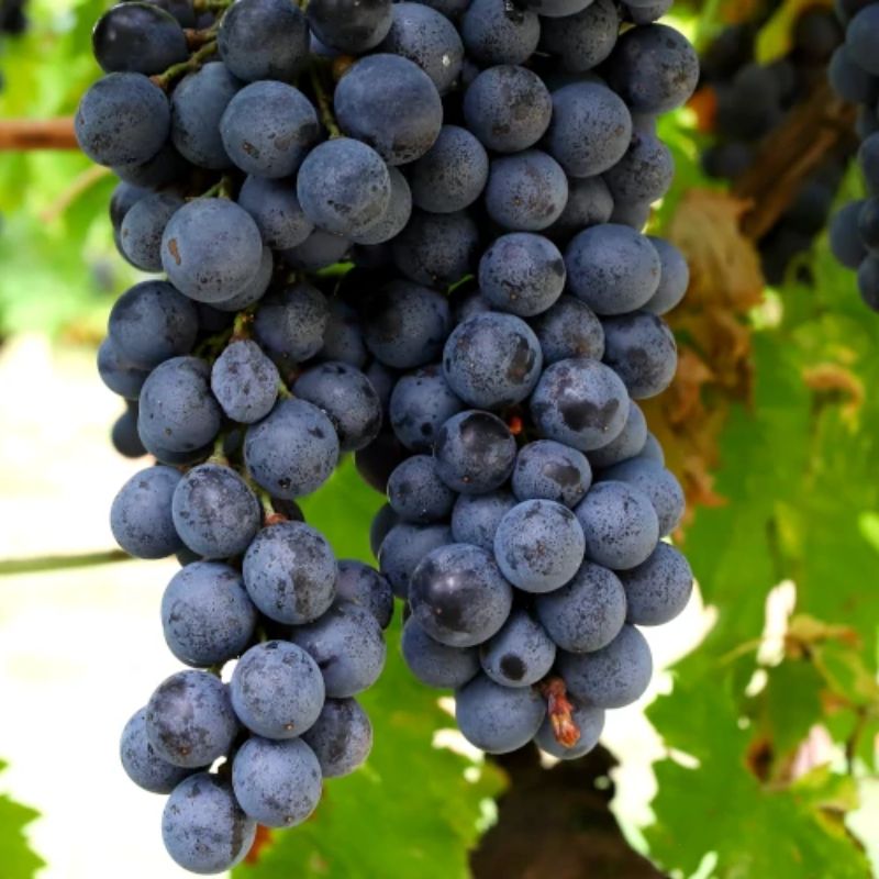 U*.様 Quintarelli Amarone 2012／正規・ワンオーナー・ Guiseppe Quintarelli, Amarone classico DOC, 2017 – WEINDEPOT