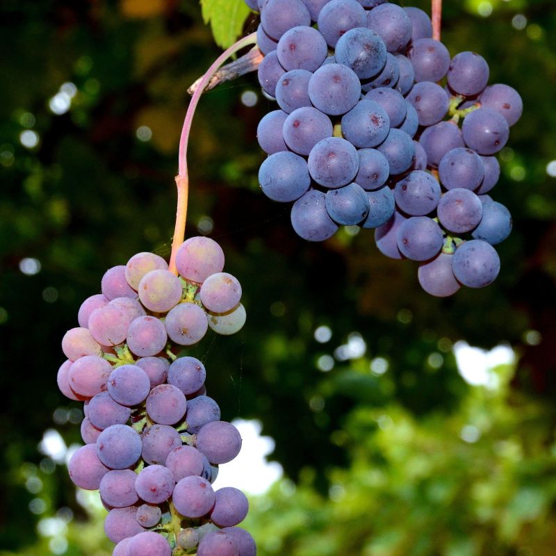 Bertani Valpolicella Blend